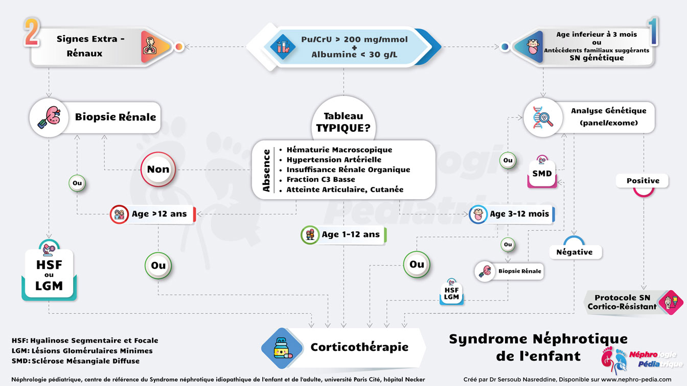 Algorithme diagnostic syndrome néphrotique Algorithme diagnostic syndrome néphrotique
