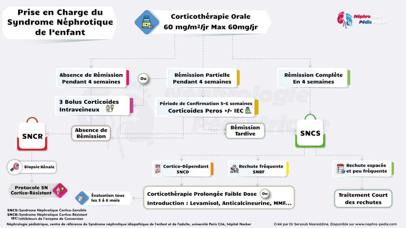Algorithme diagnostic syndrome néphrotique Algorithme diagnostic syndrome néphrotique